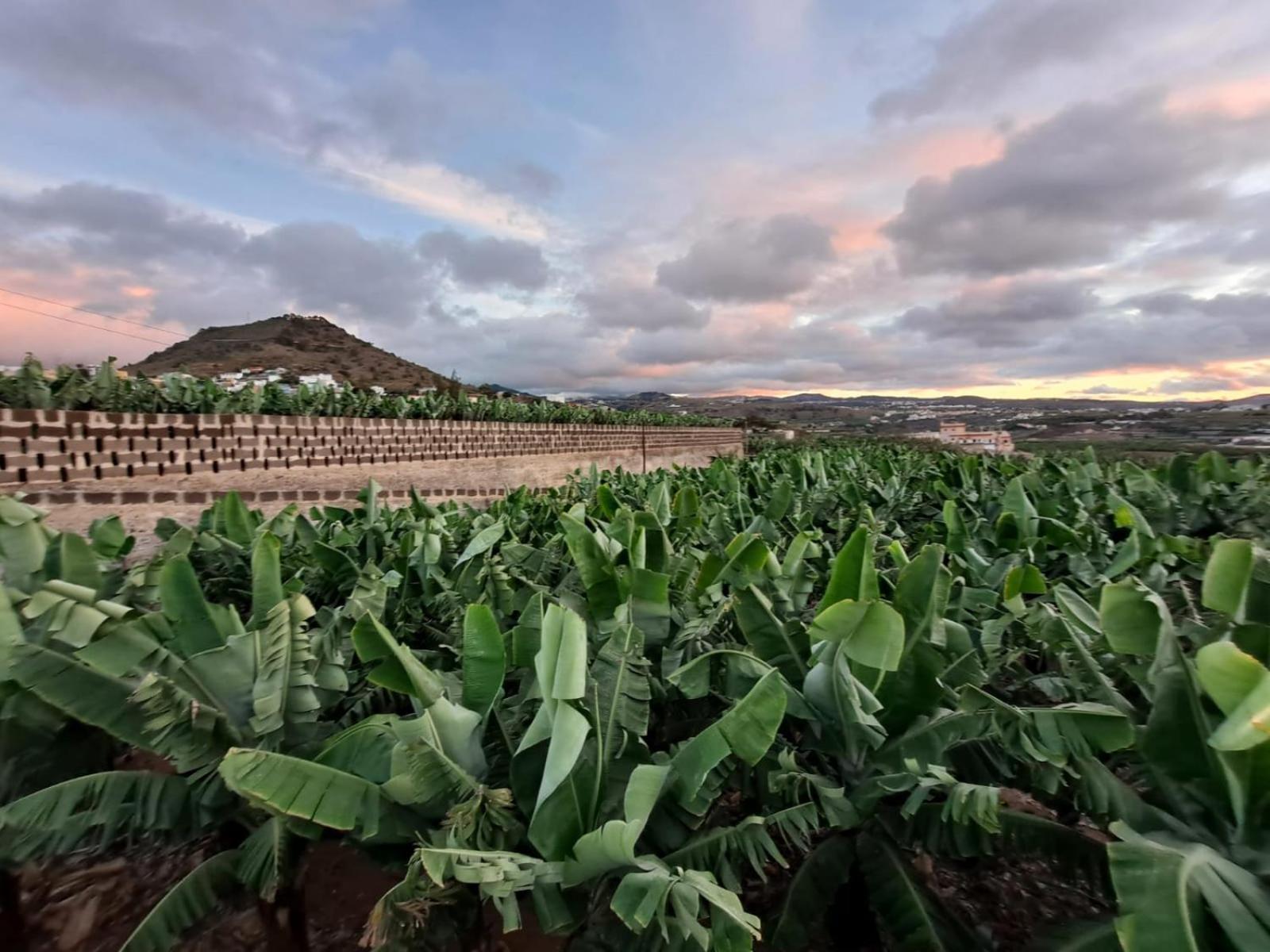 Rk Hacienda La Rekompensa Arucas Buitenkant foto